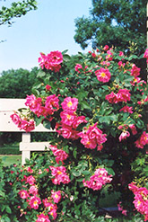 William Baffin Rose (Rosa 'William Baffin') at A Very Successful Garden Center