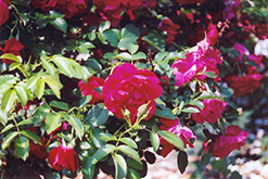 The Hunter Rose (Rosa 'The Hunter') at Lakeshore Garden Centres