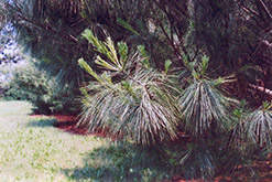 Himalayan Blue Pine (Pinus wallichiana) at A Very Successful Garden Center
