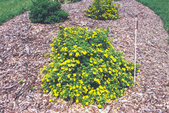 Yellowbird Potentilla (Potentilla fruticosa 'Yellowbird') at Stonegate Gardens