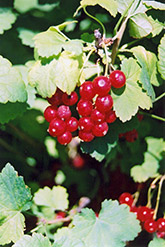 Red Currant (Ribes sativum) at Lakeshore Garden Centres