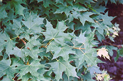 Purpleblow Maple (Acer truncatum) at A Very Successful Garden Center