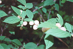 White Nanking Cherry (Prunus tomentosa 'Leucocarpa') at A Very Successful Garden Center