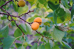 Scout Apricot (Prunus mandshurica 'Scout') at A Very Successful Garden Center