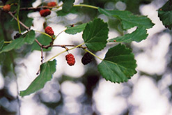Russian Mulberry (Morus alba 'var. tatarica') at A Very Successful Garden Center
