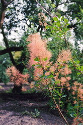 Nordine Smokebush (Cotinus coggygria 'Nordine') at Stonegate Gardens