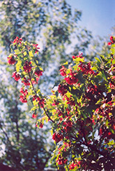 Embers Amur Maple (Acer ginnala 'Embers') at A Very Successful Garden Center