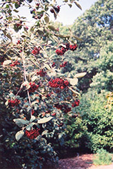 Lantanaphyllum Viburnum (Viburnum x rhytidophylloides) at A Very Successful Garden Center