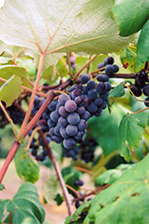 Common Grape (Vitis vinifera) at A Very Successful Garden Center