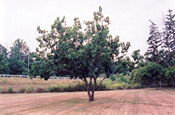 Russian Mulberry (Morus alba 'var. tatarica') at A Very Successful Garden Center