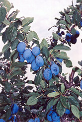 Damson Plum (Prunus 'Damson') at A Very Successful Garden Center