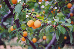 Goldcot Apricot (Prunus armeniaca 'Goldcot') at Lakeshore Garden Centres