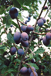 Vanier Plum (Prunus 'Vanier') at Lakeshore Garden Centres