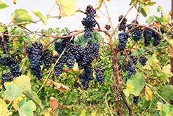 Pinot Noir Grape (Vitis 'Pinot Noir') at A Very Successful Garden Center