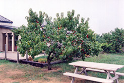 Hardired Nectarine (Prunus persica var. nucipersica 'Hardired') at Lakeshore Garden Centres