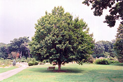 Miyabe Maple (Acer miyabei) at Stonegate Gardens