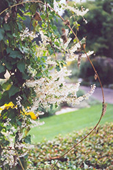 Silver Lace Vine (Polygonum aubertii) at A Very Successful Garden Center