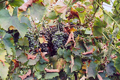 Chenin Blanc Grape (Vitis 'Chenin Blanc') at A Very Successful Garden Center