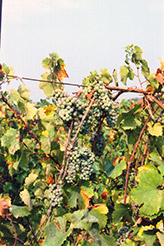Riesling Grape (Vitis 'Riesling') at Stonegate Gardens