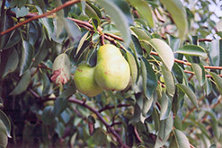 Common Pear (Pyrus communis) at Lakeshore Garden Centres