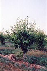 Anjou Pear (Pyrus communis 'Anjou') at A Very Successful Garden Center