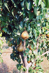 Bosc Pear (Pyrus communis 'Beurre Bosc') at Lakeshore Garden Centres