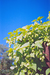 Hops (Humulus lupulus) at A Very Successful Garden Center