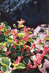 Compact Japanese Fleeceflower (Fallopia japonica 'Compacta') at Lakeshore Garden Centres