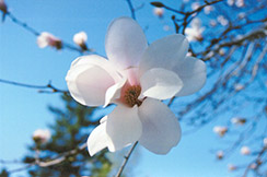 Borealis Magnolia (Magnolia kobus var. borealis) at A Very Successful Garden Center