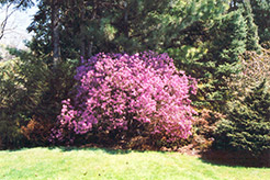 Korean Rhododendron (Rhododendron mucronulatum) at A Very Successful Garden Center