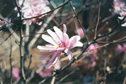 Pink Stardust Magnolia (Magnolia stellata 'Pink Stardust') at A Very Successful Garden Center