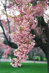Fukubana Higan Cherry (Prunus subhirtella 'Fukubana') at Stonegate Gardens