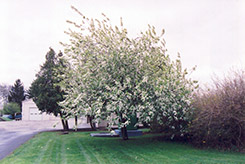 Commutata Mayday (Prunus padus 'var. commutata') at Lakeshore Garden Centres