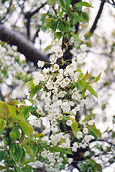 Sweet Cherry (Prunus avium) at A Very Successful Garden Center