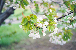 Van Cherry (Prunus avium 'Van') at Stonegate Gardens