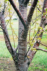 Sweet Cherry (Prunus avium) at Stonegate Gardens