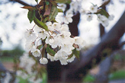 Napoleon Cherry (Prunus avium 'Napoleon') at Stonegate Gardens