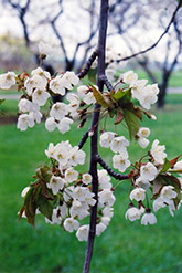 Hedelfingen Cherry (Prunus avium 'Hedelfingen') at Stonegate Gardens