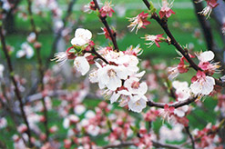 Harcot Apricot (Prunus armeniaca 'Harcot') at Stonegate Gardens