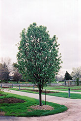 Columnar Oakleaf Mountain Ash (Sorbus x hybrida 'Fastigiata') at A Very Successful Garden Center
