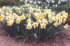 Sound Daffodil (Narcissus 'Sound') at A Very Successful Garden Center