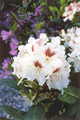 Peter Tigerstedt Rhododendron (Rhododendron 'Peter Tigerstedt') at A Very Successful Garden Center