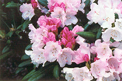 Crete Rhododendron (Rhododendron yakushimanum 'Crete') at Stonegate Gardens
