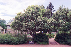 Lavalle Hawthorn (Crataegus x lavallei) at A Very Successful Garden Center