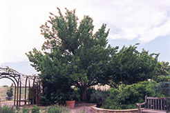 Apricot (Prunus armeniaca) at Lakeshore Garden Centres