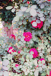 Showy Pavement Rose (Rosa 'Showy Pavement') at Stonegate Gardens