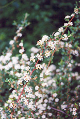Bearberry Cotoneaster (Cotoneaster dammeri) at A Very Successful Garden Center