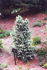 Vail Compact Douglas Fir (Pseudotsuga menziesii 'Vail') at A Very Successful Garden Center