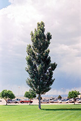 Theves Poplar (Populus nigra 'Afghanica') at Stonegate Gardens