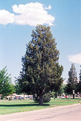 Rocky Mountain Juniper (Juniperus scopulorum) at Lakeshore Garden Centres